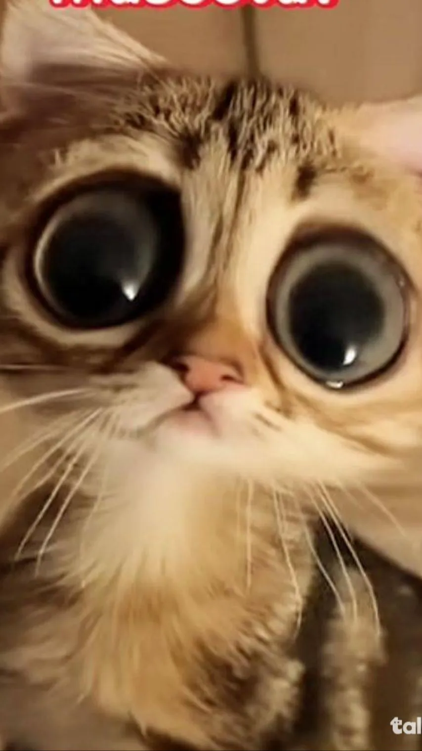 ai character: COUNTRYHUMANSꙮ™ඞ background