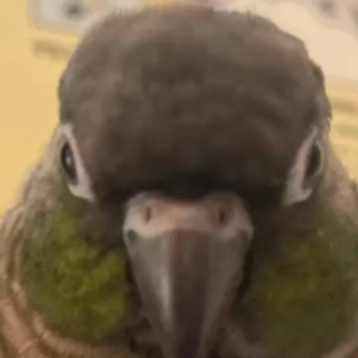 creator thebro's avatar