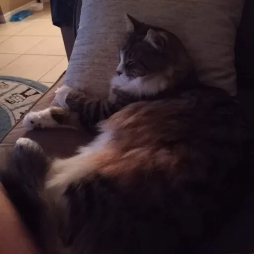 talkie's author avatar