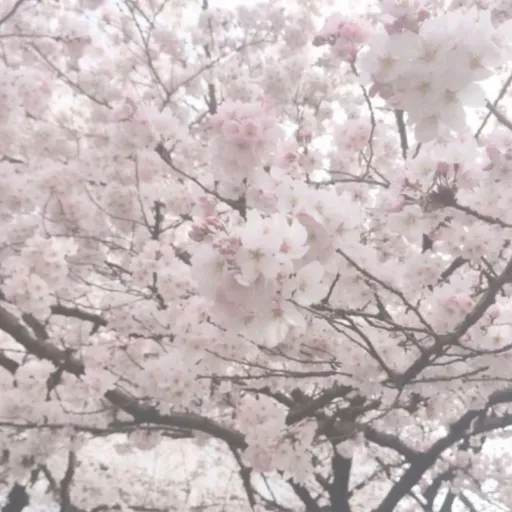 creator ♡lotus♡'s avatar