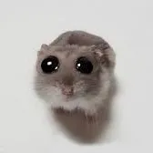 creator HAMSTERBIGGY's avatar