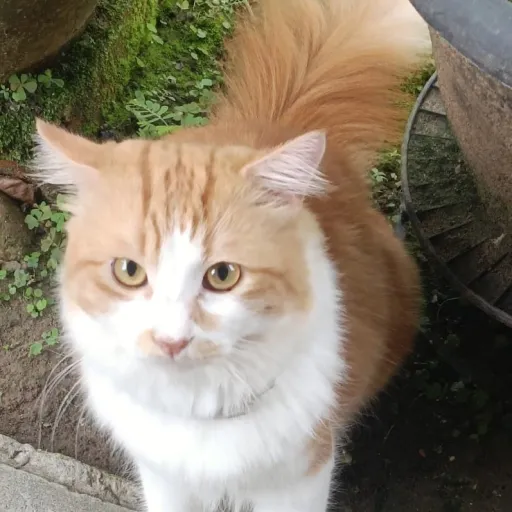 creator happy catt's avatar