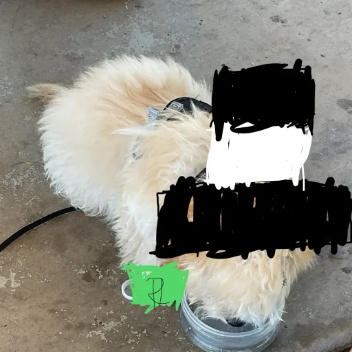 creator The cookie donut's avatar