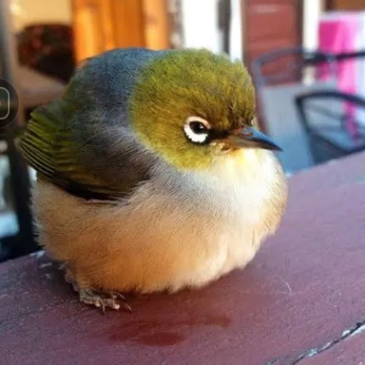 creator psalm behtnay XD's avatar