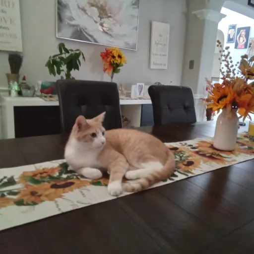 creator Fluffy mochi's avatar