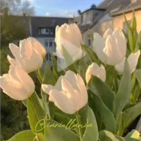 creator foxgloves's avatar