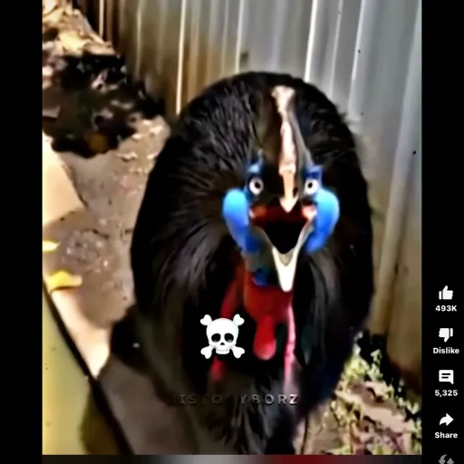 talkie's author avatar