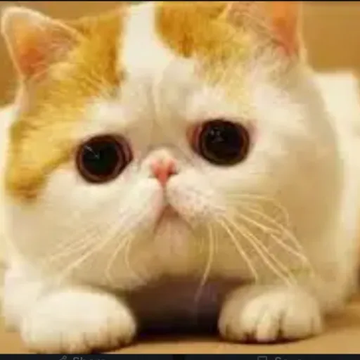 creator kitty cat to go's avatar