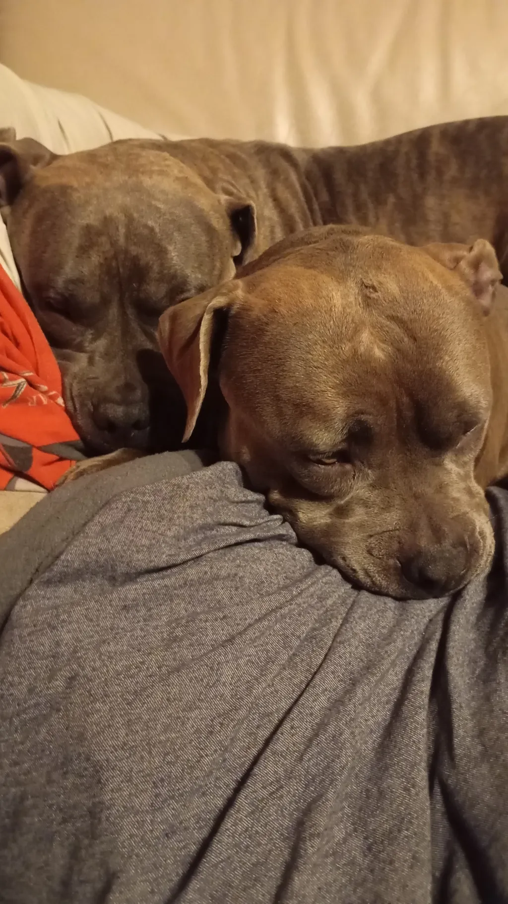 ai character: Rabid_Monkey420 background