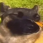 creator 💛Smiledog618💛's avatar