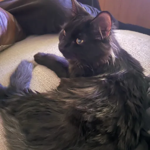 creator Teddy Bear!'s avatar