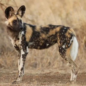 creator UltimateDogLover's avatar