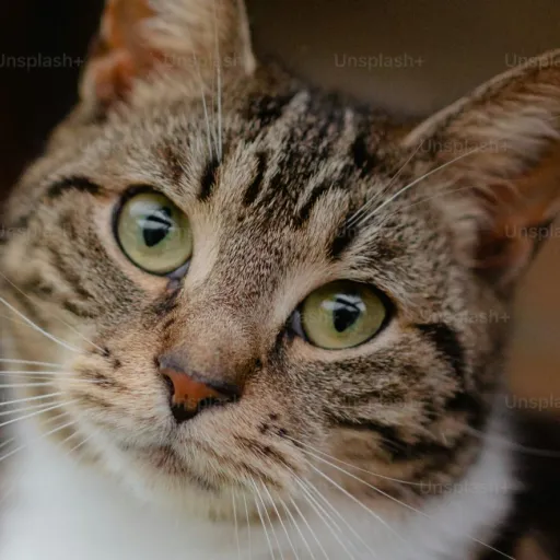 creator iMaDrIeDaPrIcOtYUM's avatar