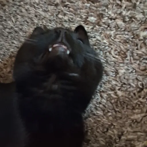 creator 🦴ALASTOR'S WIFE 😛's avatar