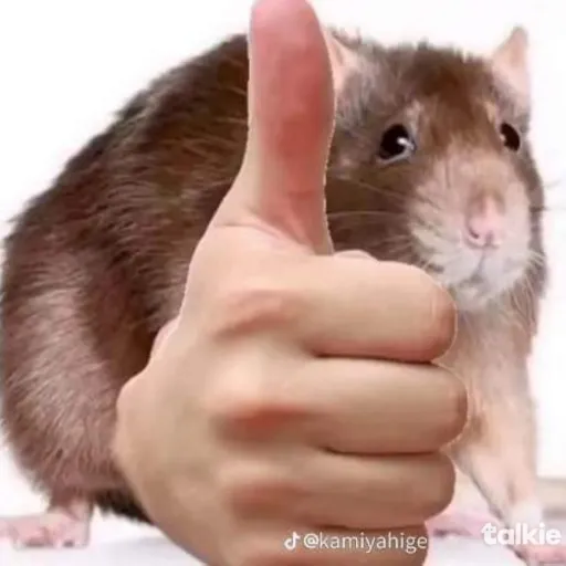 creator scarletstar's avatar