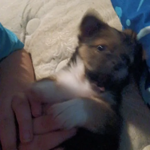 creator Talkior-isabella 8's avatar