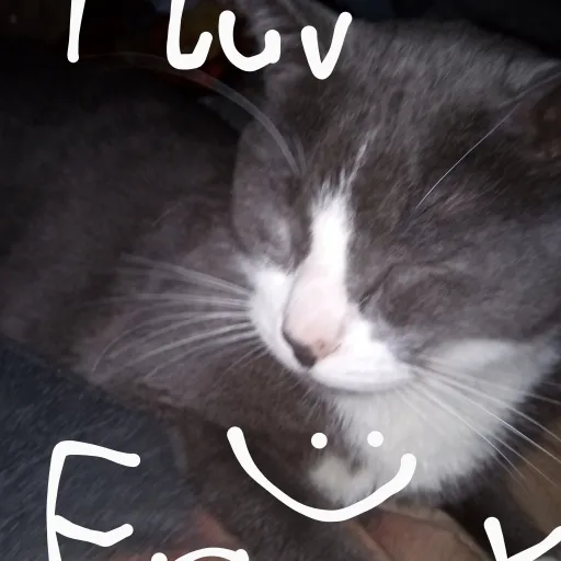 creator Frank the cat's avatar