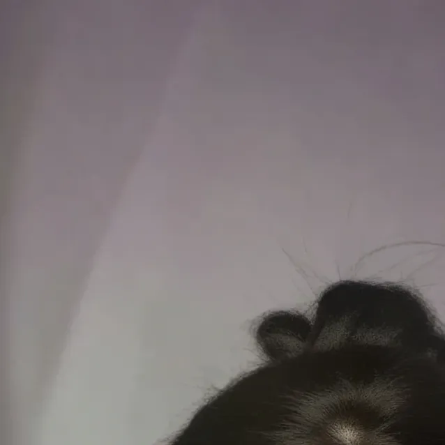 chat with ai character: ayana