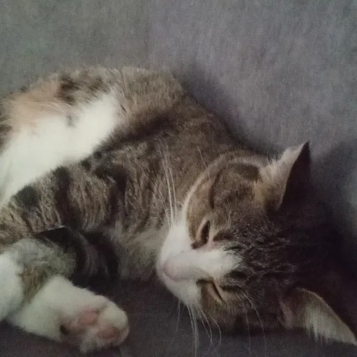 creator THANOSFAN4LIFE's avatar