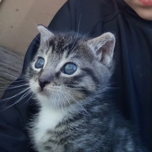 creator snakelord's avatar