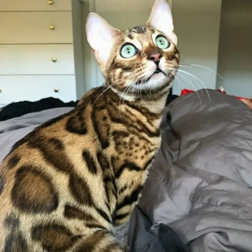 creator epik cat's avatar