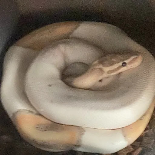 creator Snakelover9840's avatar