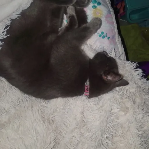 creator Luna hirst's avatar