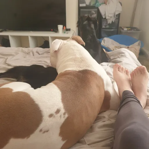 talkie's author avatar