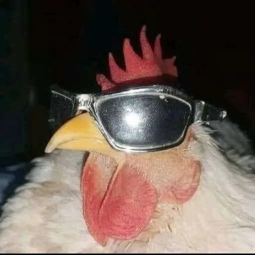 creator Random chicken's avatar