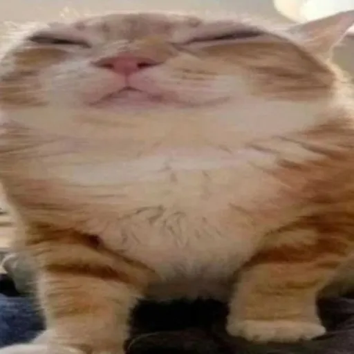 creator widecat's avatar