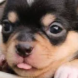 creator Fogie_164hey's avatar