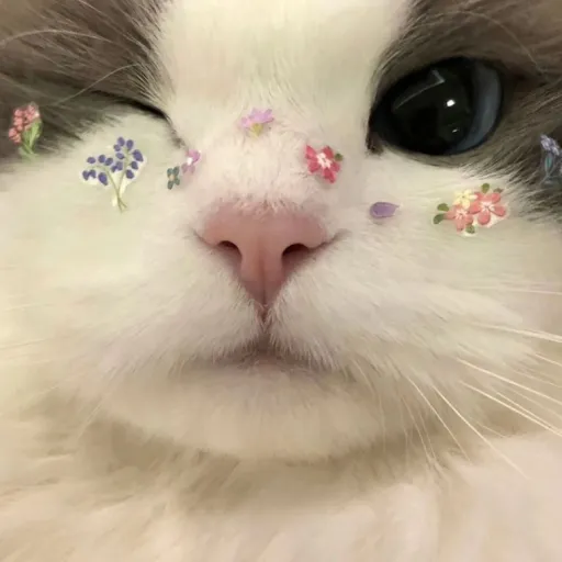 creator astrea niwakada's avatar