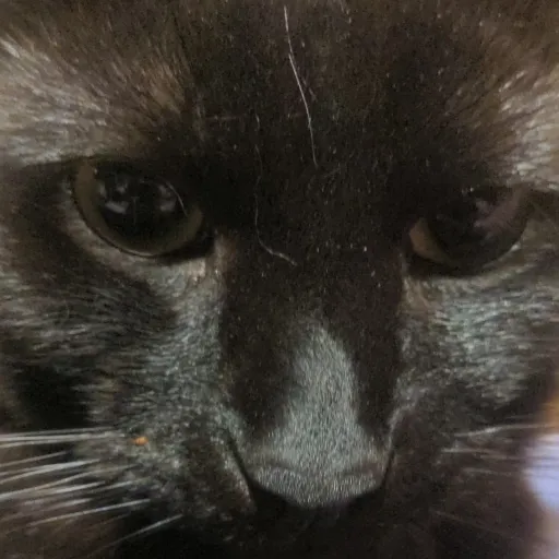 creator Mikey is da GOAT's avatar