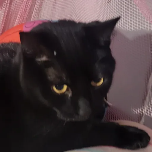 creator midnight_pinkystar's avatar