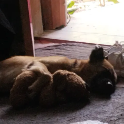 talkie's author avatar