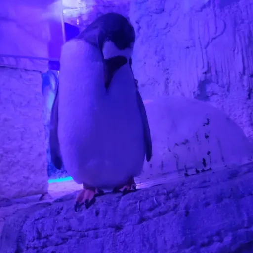 creator Talkior-5nC4Od1x's avatar