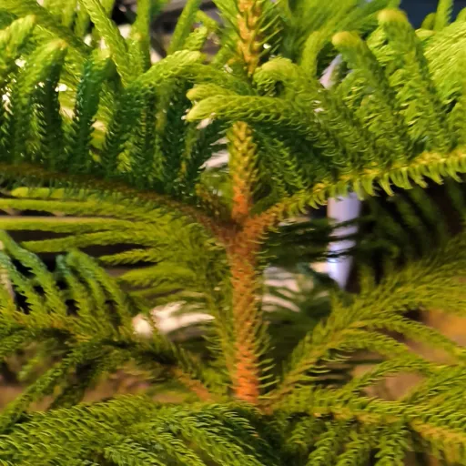 creator TTGBIEGIKO's avatar