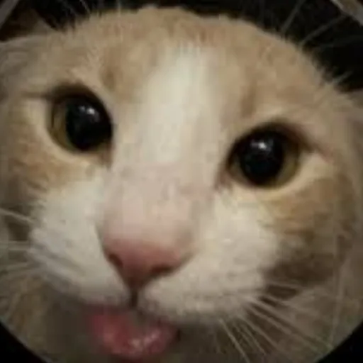 creator ZIA⭐'s avatar