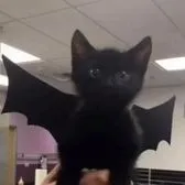 creator Maya Mclean's avatar