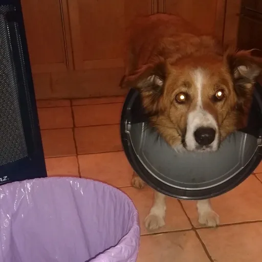 creator ScarletRoseGA's avatar