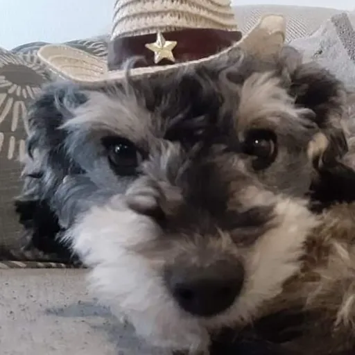 creator CowboyDawg🐶🤠's avatar