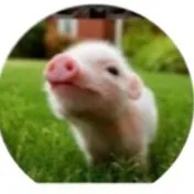 creator piggypigletbutchin's avatar