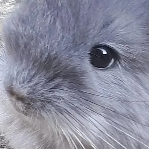 creator lookathebubble's avatar