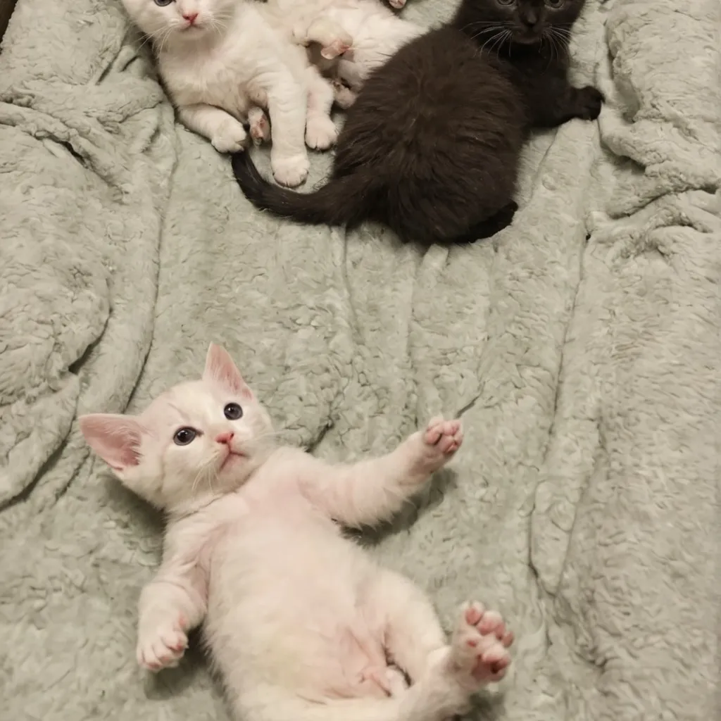 chat with ai character: Adopted Kittens