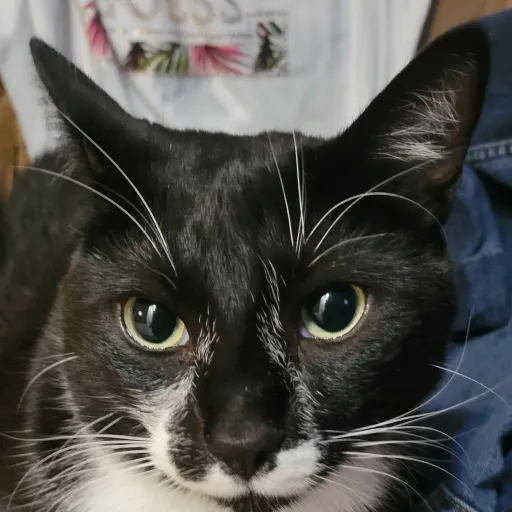 creator Rowley rowley's avatar