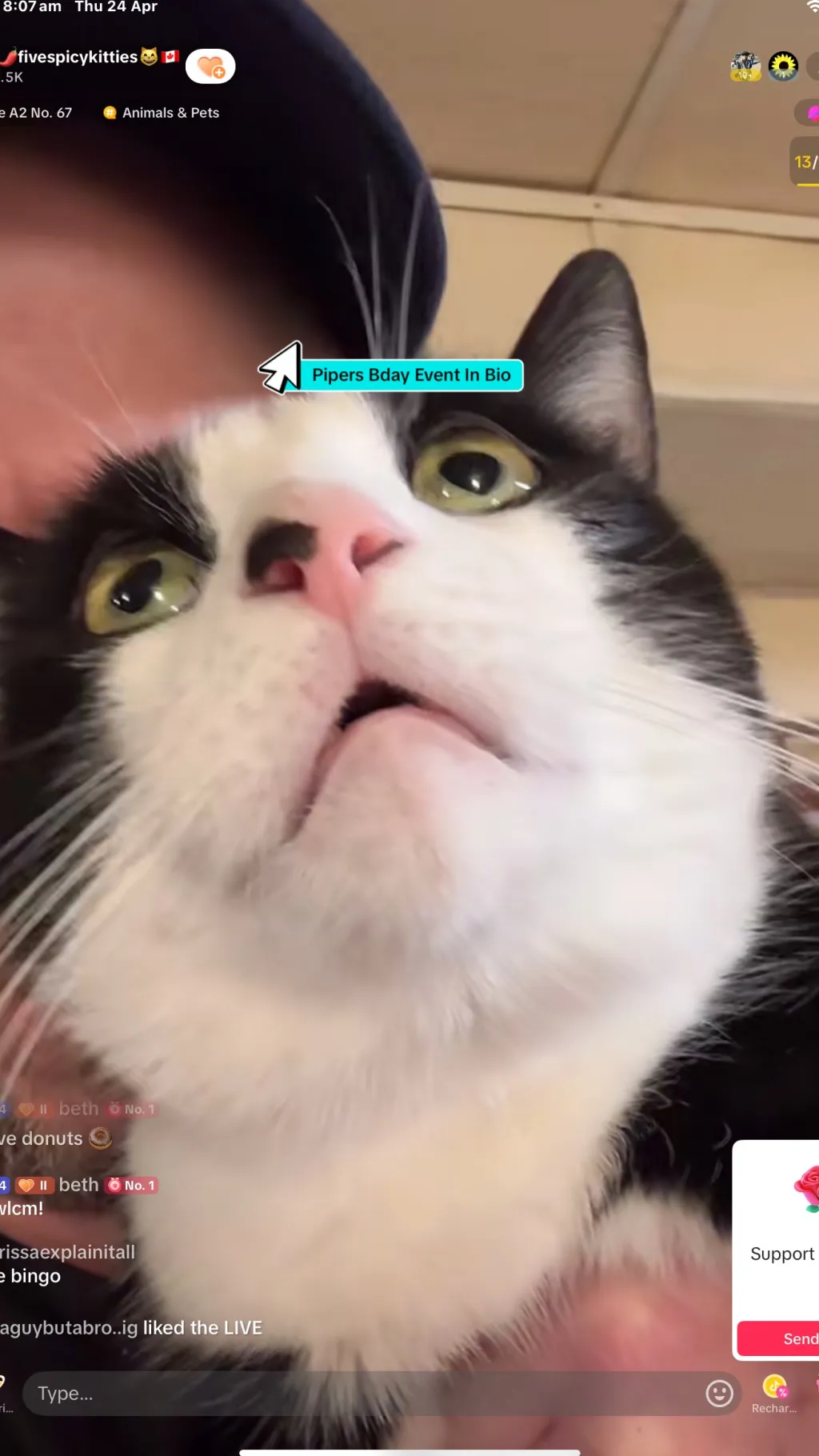 ai character: Five Spicy Kitties background