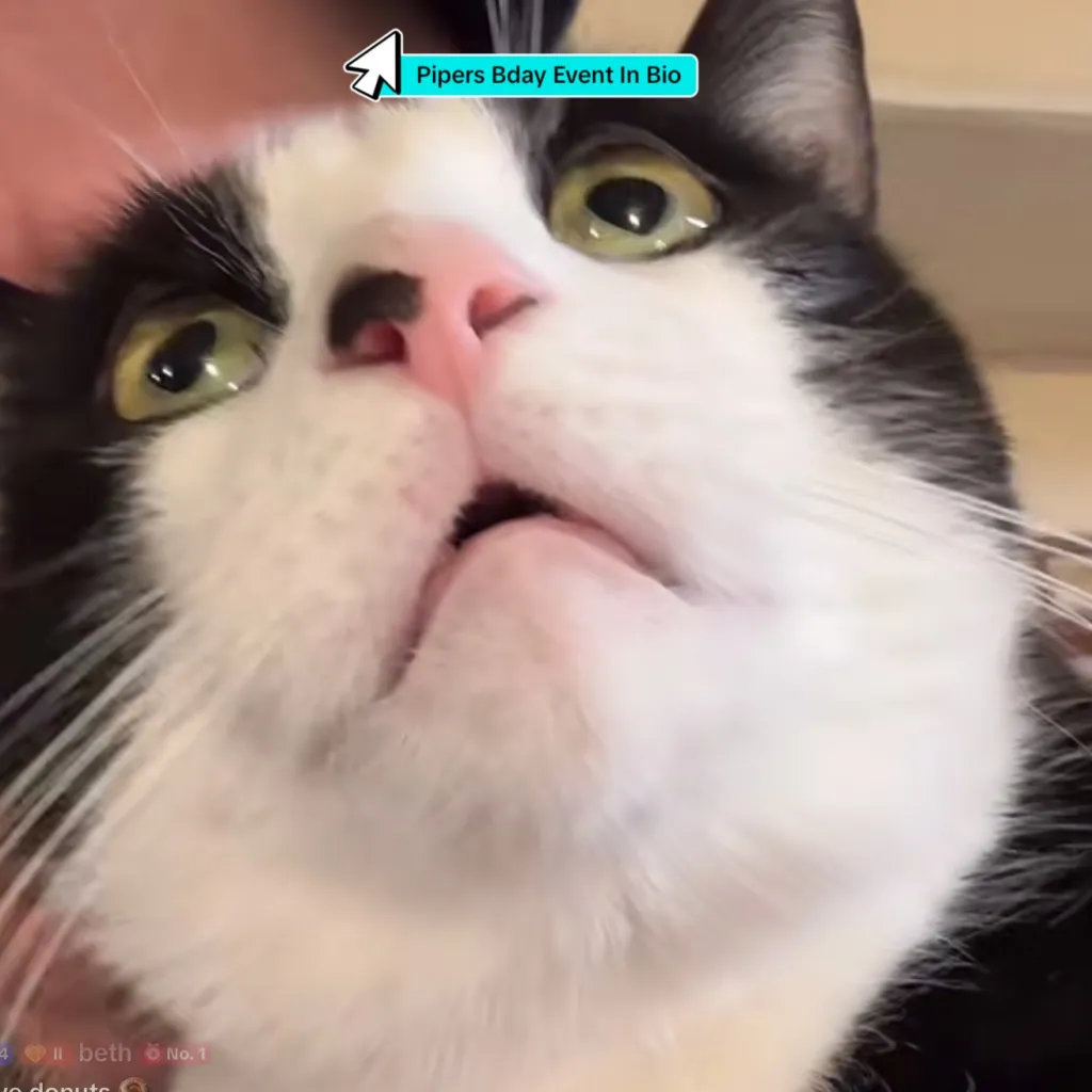 chat with ai character: Five Spicy Kitties