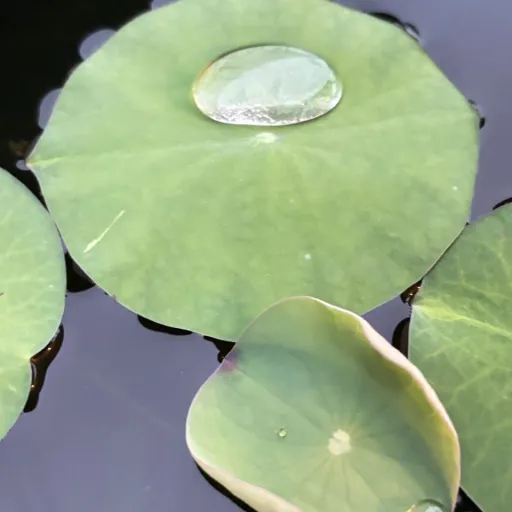 creator BB WGB's avatar