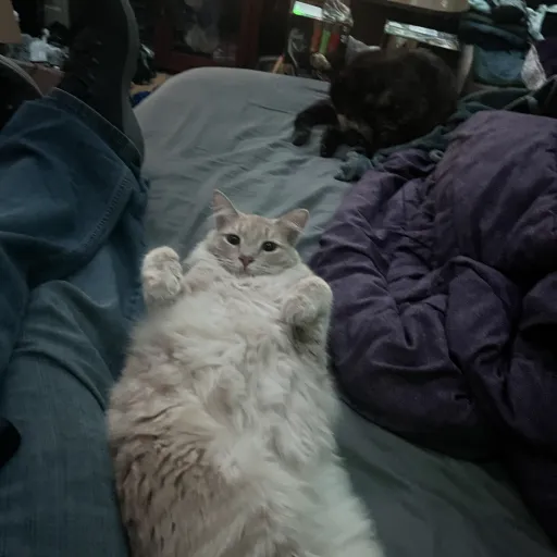 creator Itsurfav_olive's avatar