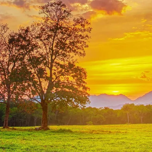 creator 🐼|★•@𝓁𝒾𝓁𝓎!•★'s avatar